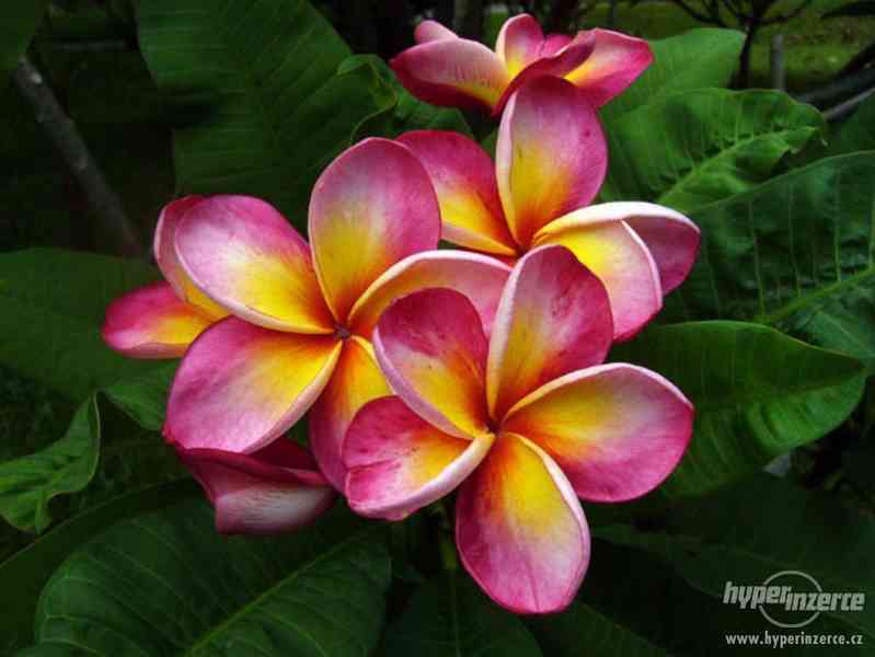 Plumérie - havajská květina (Rose) - semena 15 ks - foto 5