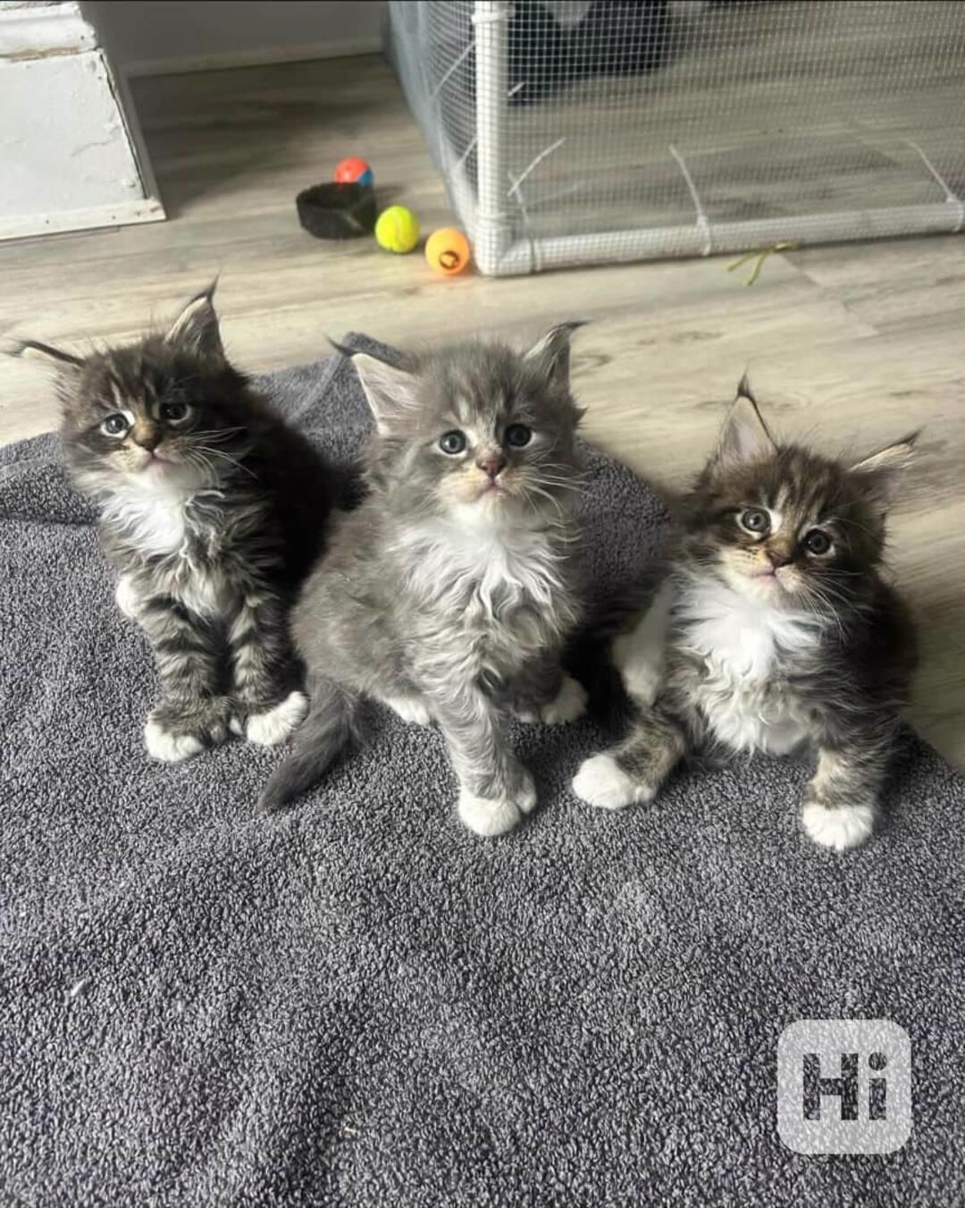 Koťata Maine Coon k adopci - foto 1