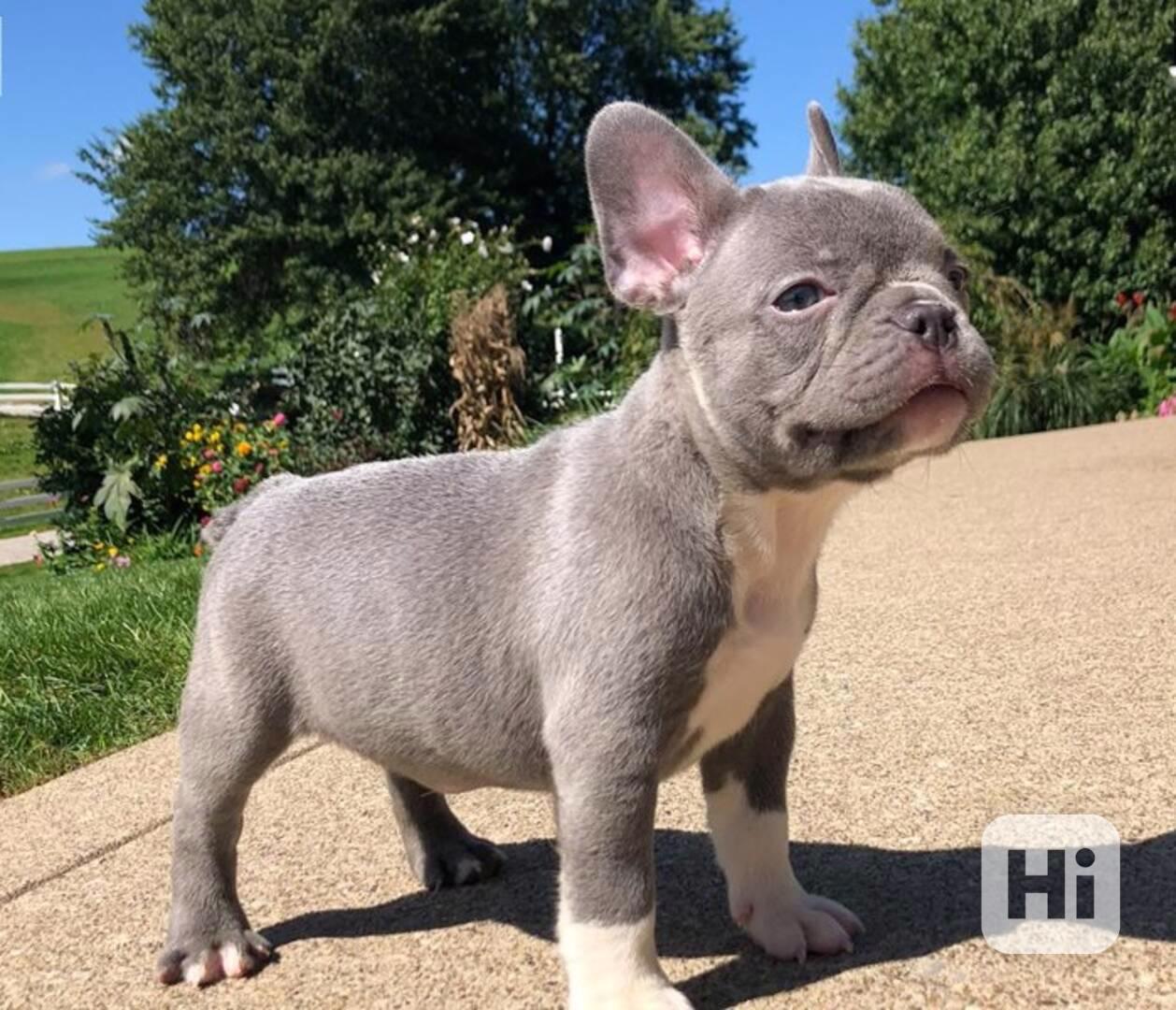 K dispozici dvě štěňata francouzského buldočka - foto 1