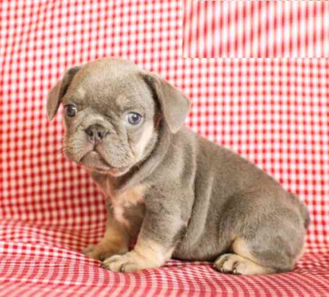 K dispozici dvě štěňata francouzského buldočka - foto 2