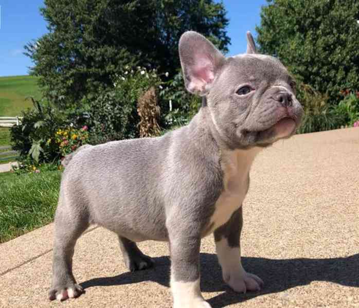 K dispozici dvě štěňata francouzského buldočka - foto 1