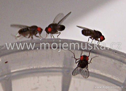 Krmný hmyz - Drosophila hydei - foto 3