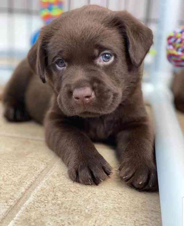 Labradorský retrívr.. - foto 2