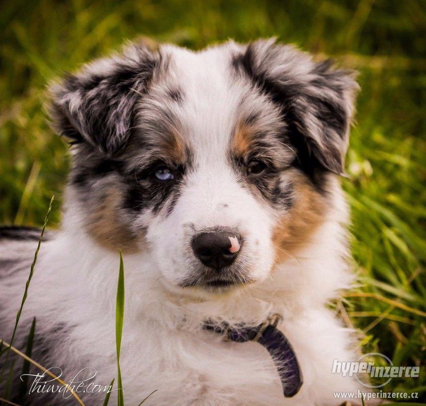 Schanim štěňátko - foto 1