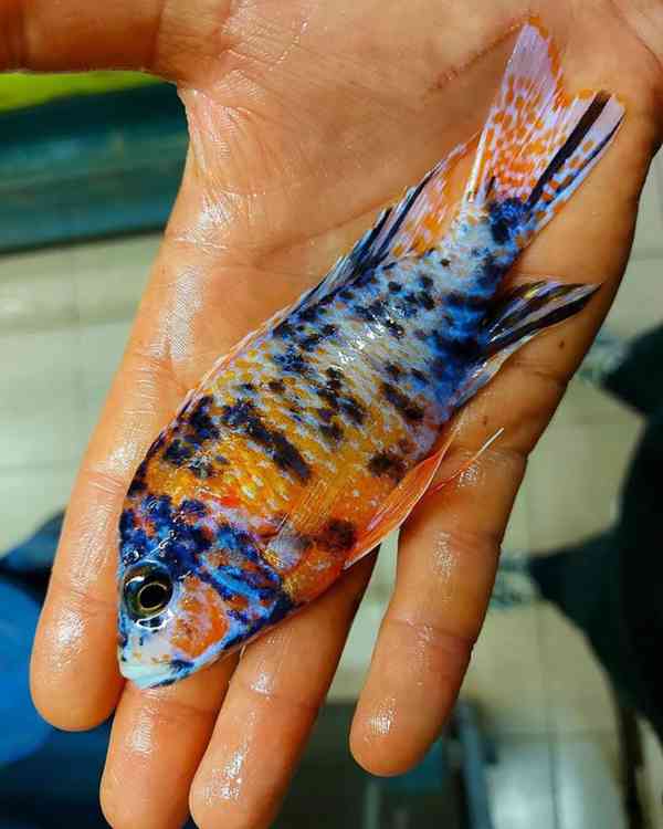Největší výběr Afrických cichlid na jihu Čech - foto 5