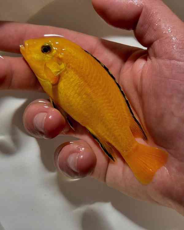 Největší výběr Afrických cichlid na jihu Čech - foto 4