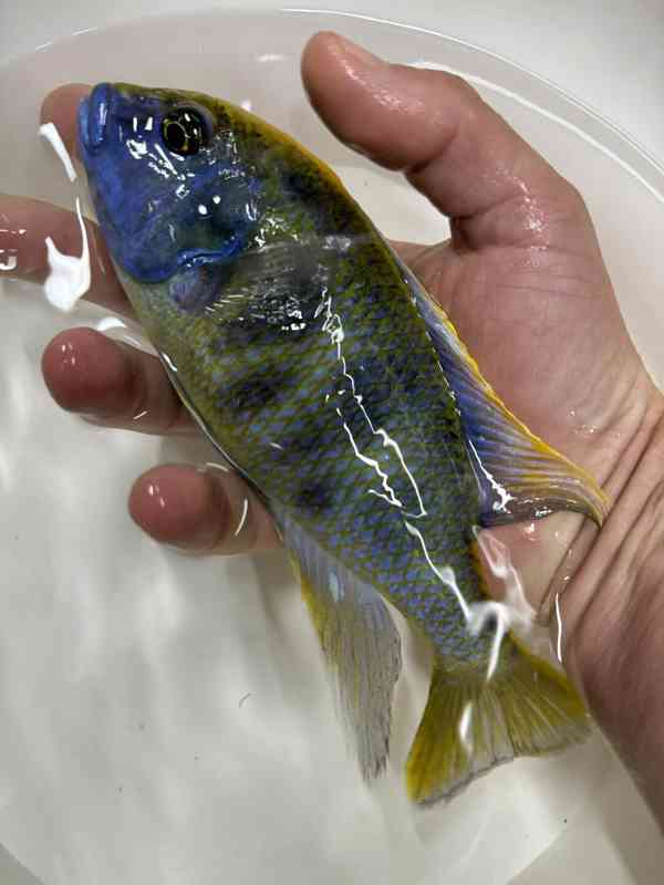 Největší výběr Afrických cichlid na jihu Čech - foto 9