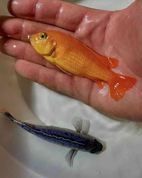 Největší výběr Afrických cichlid na jihu Čech - foto 2