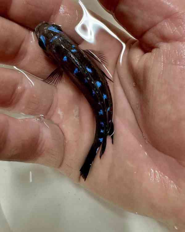 Největší výběr Afrických cichlid na jihu Čech - foto 10