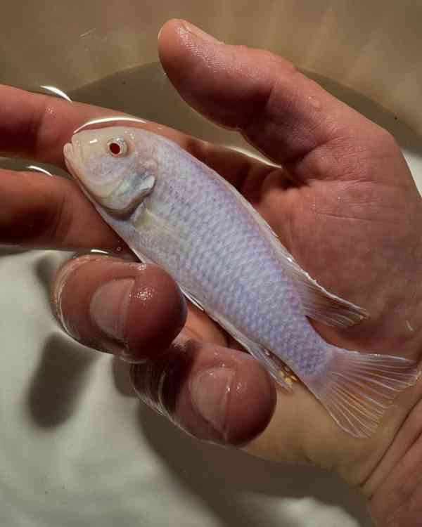 Největší výběr Afrických cichlid na jihu Čech - foto 7