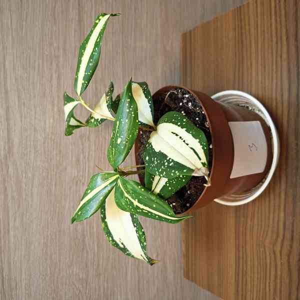 Dracaena Surculosa Milky Way - foto 2
