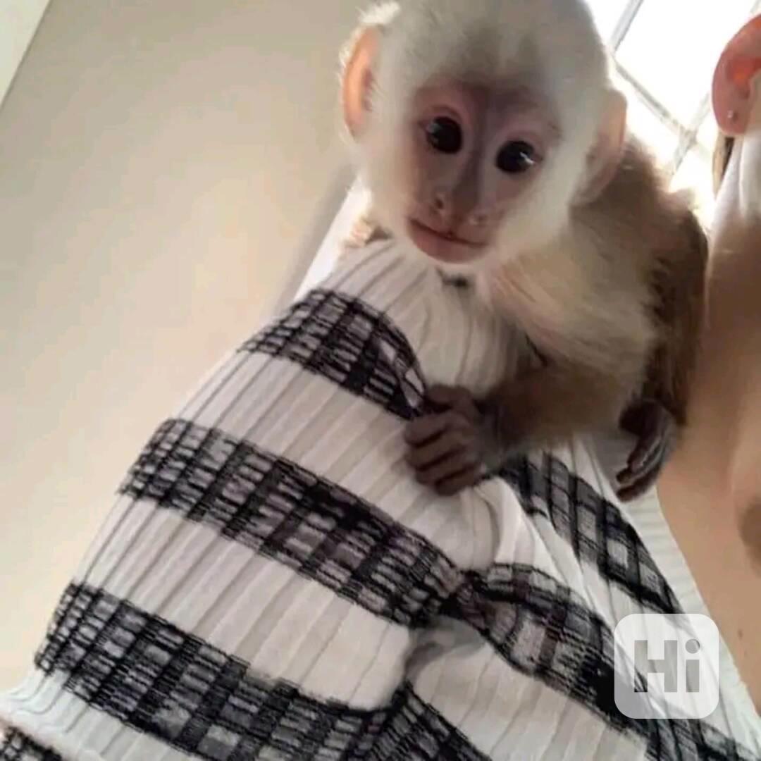  Samec a samice mláďat kapucínských opice - foto 1