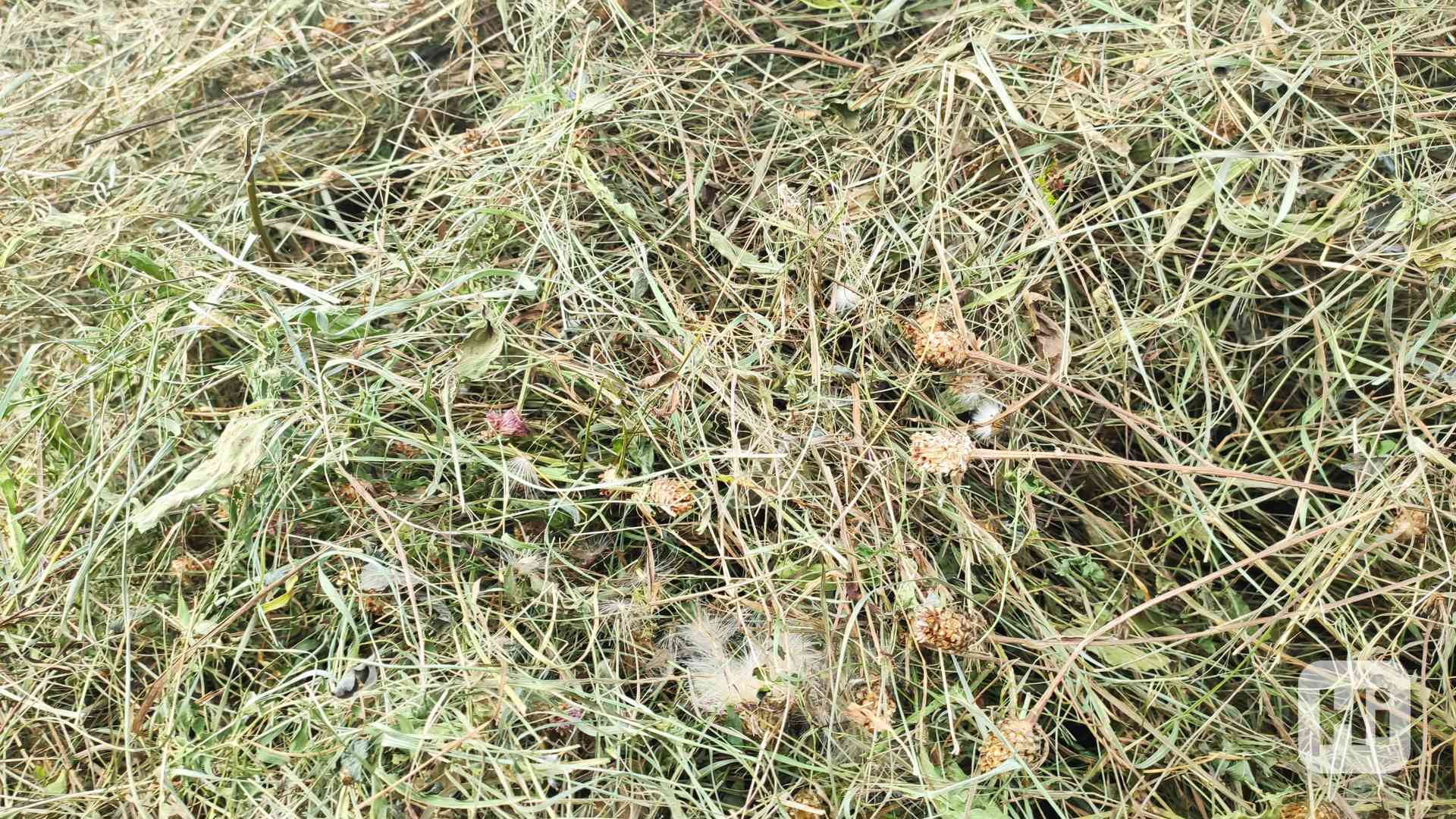 BIO SENO NEJVYŠŠÍ KVALITY CERTIFIKOVANÉ SKLADOVANÉ S DOPRAVO - foto 1