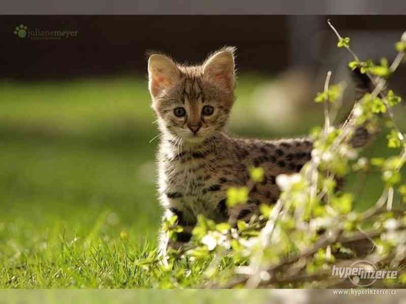 Savanová kočka - Savannah koťata~~~~` - foto 5