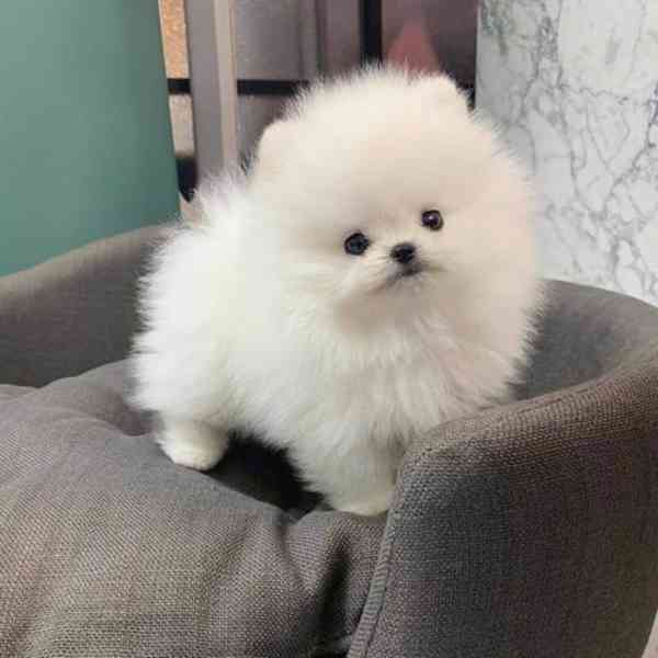 pomeranian štěňata k adopci - foto 1