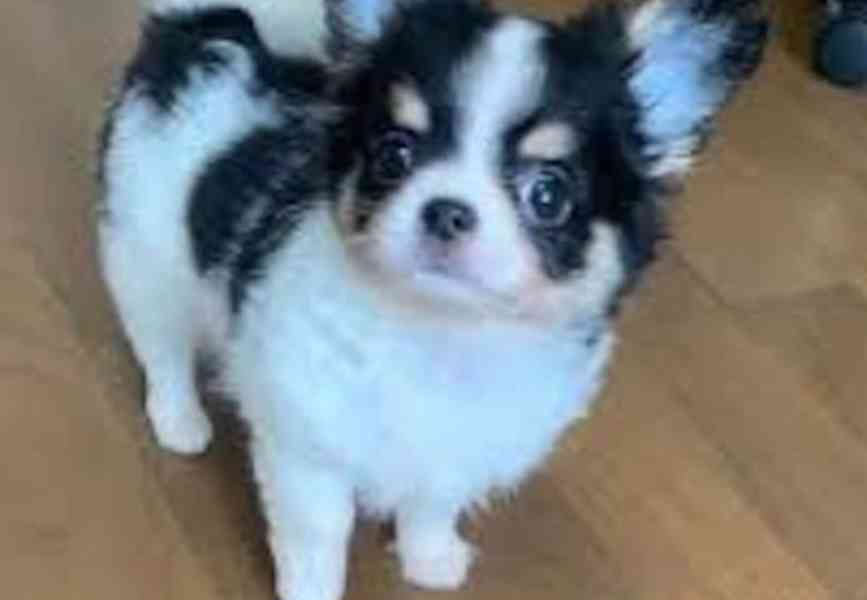 Štěňata čivavy k adopci zdarma