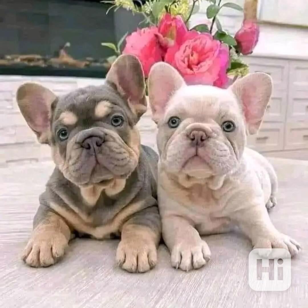 🐶 Rozkošná štěňata francouzského buldočka - foto 1