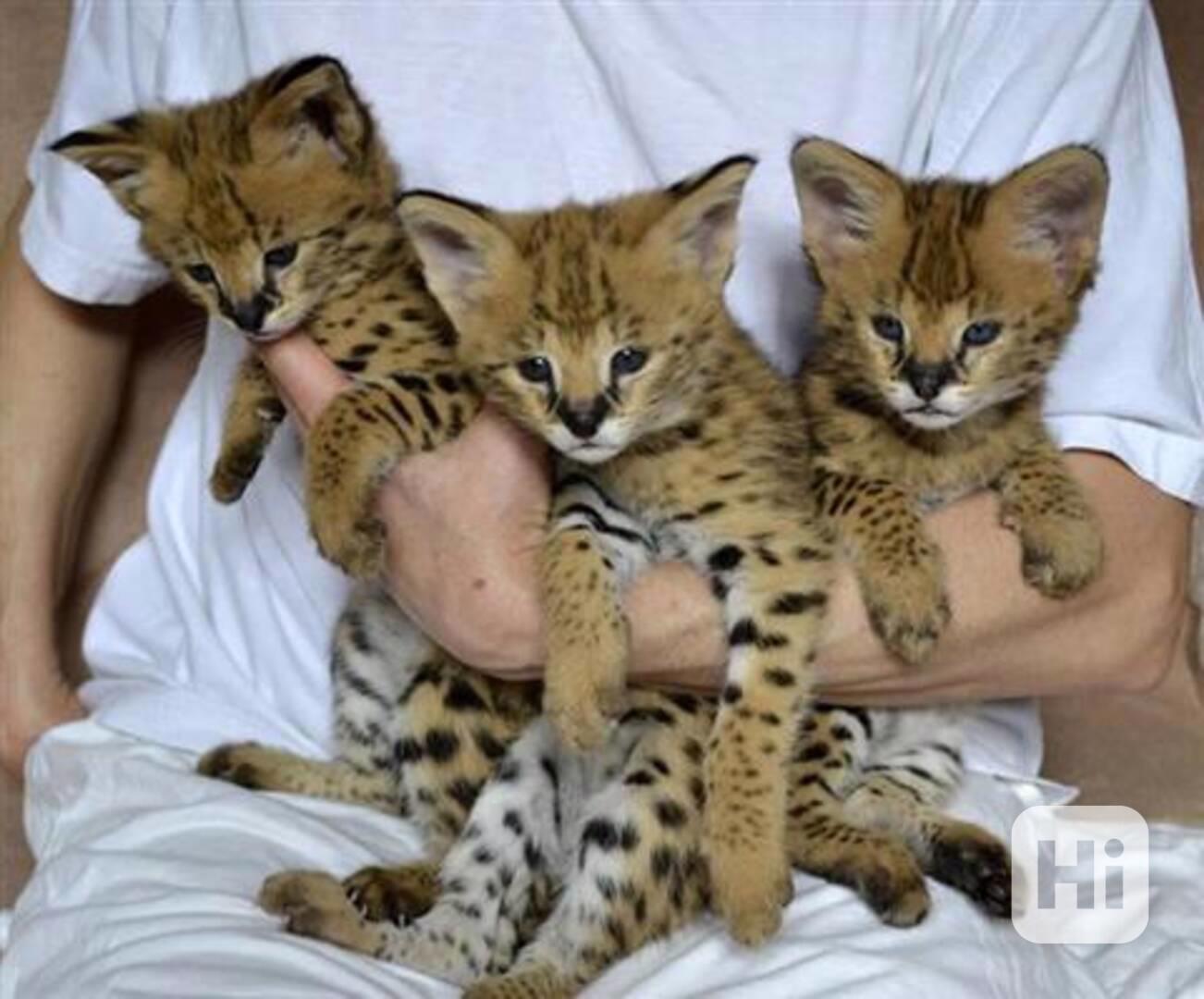Koťata plemene Savannah na prodej - foto 1