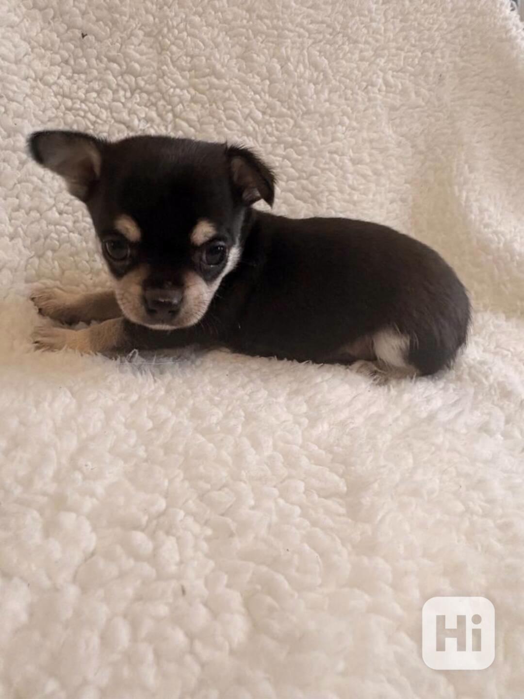 Čivava štěňátka s pp - foto 1