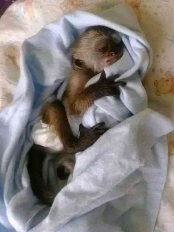   Úžasná dívka kapucínka - foto 1