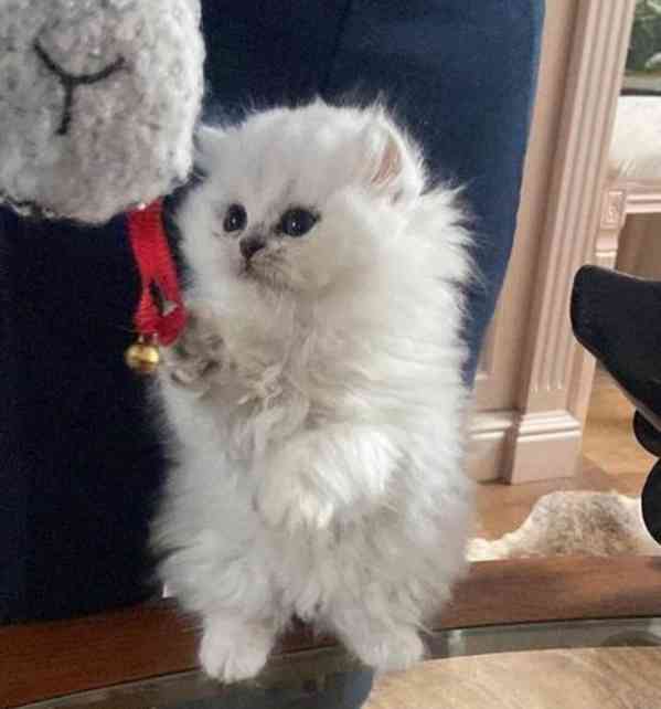 Perská koťátka činčily s bílým stříbrným hrotem - foto 1
