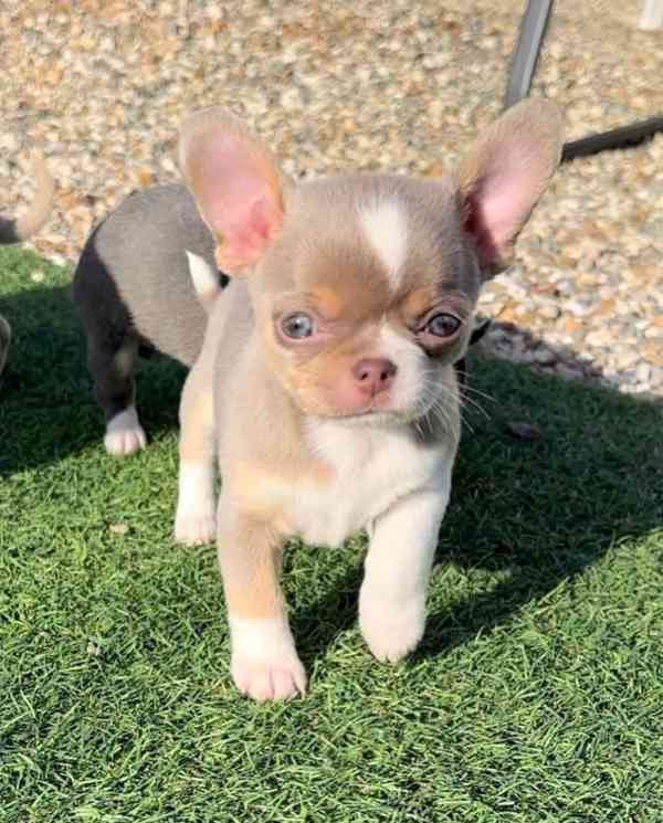 Štěňata čivavy Pp - foto 2