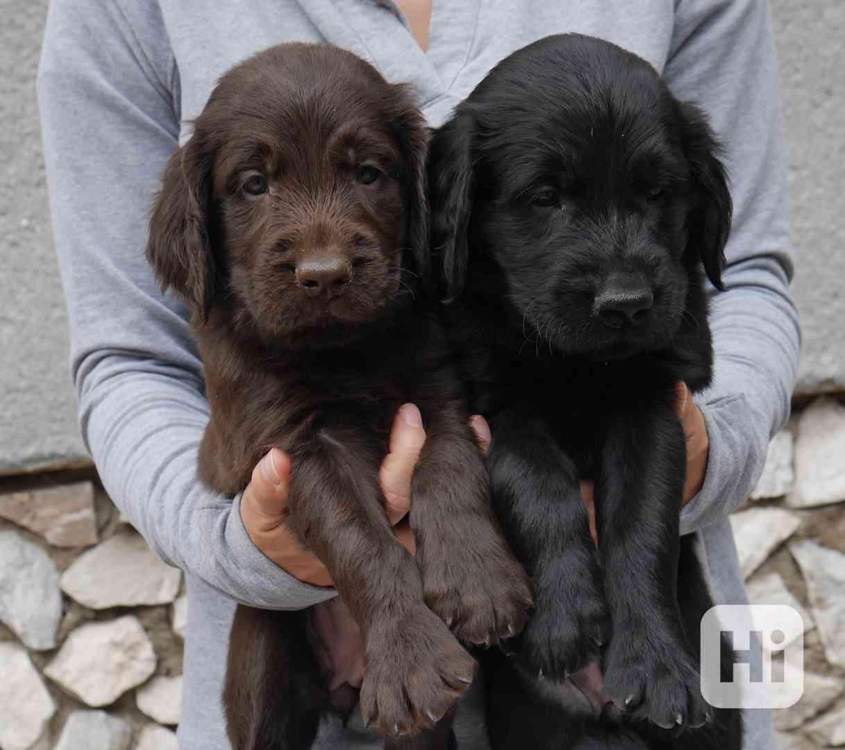 Hnědý a černý pejsek Flat Coated Retriever s PP - foto 1