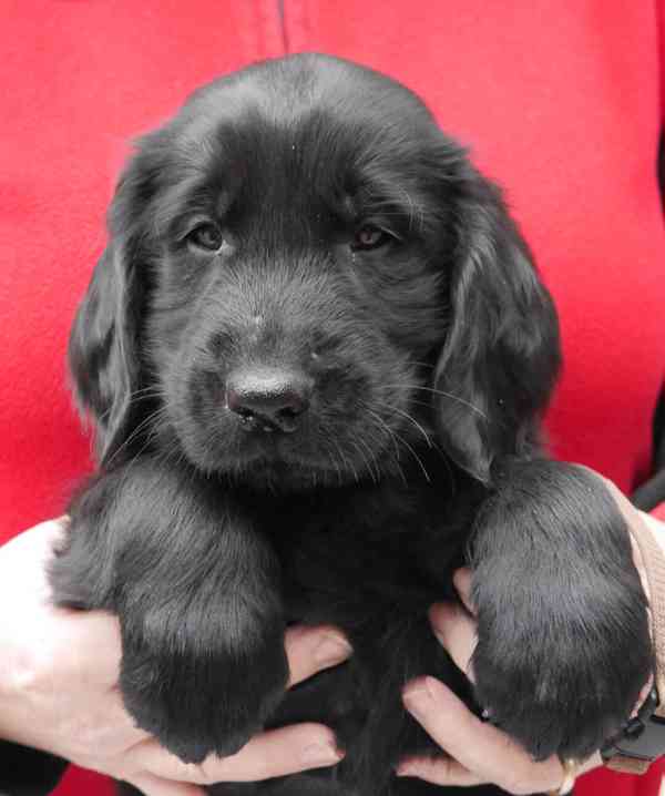 Hnědý a černý pejsek Flat Coated Retriever s PP - foto 2