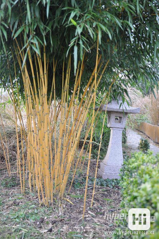 Bambusy -mrazuvzdorné rostliny k jarní výsadbě - foto 1