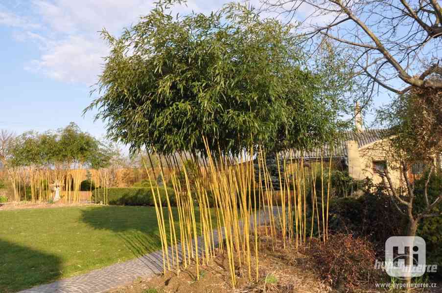 Bambusy -mrazuvzdorné rostliny k letní výsadbě - foto 4