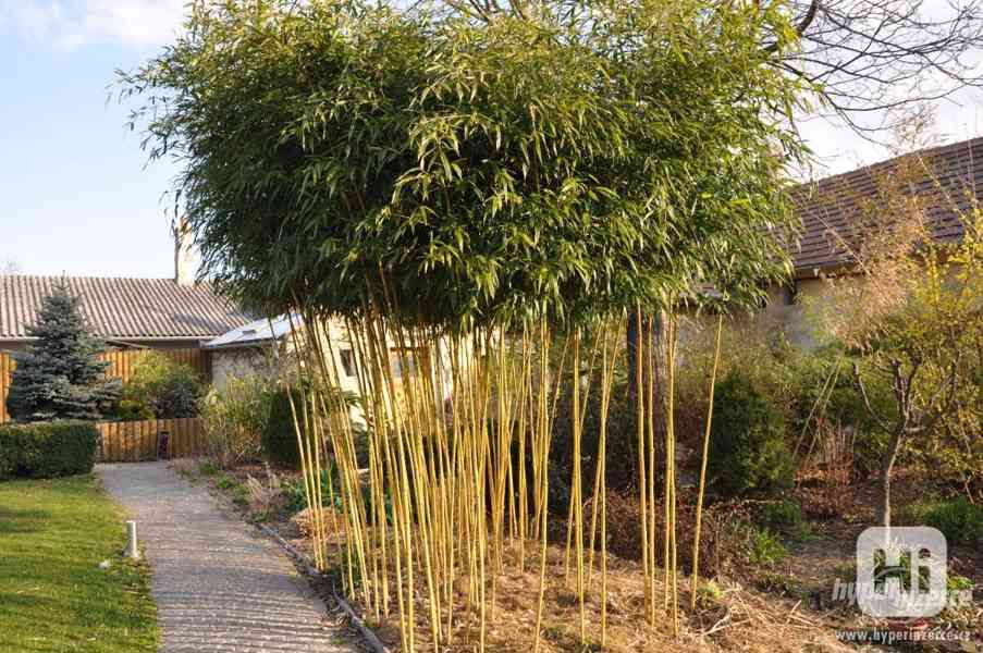Bambusy -mrazuvzdorné rostliny k jarní výsadbě - foto 5
