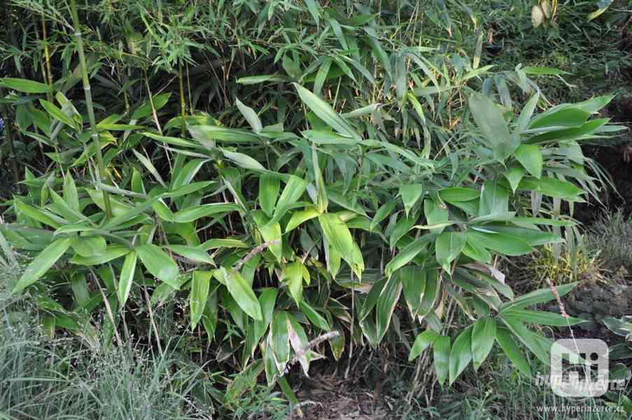 Bambusy -mrazuvzdorné rostliny k jarní výsadbě - foto 3