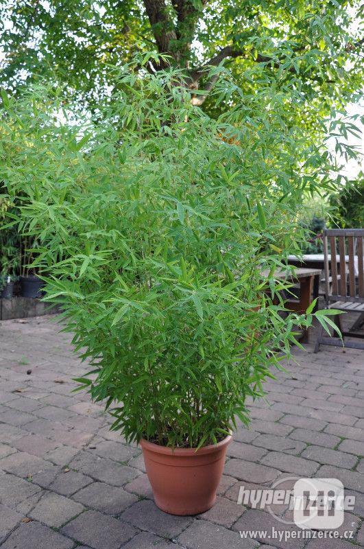 Bambusy -mrazuvzdorné rostliny k letní výsadbě