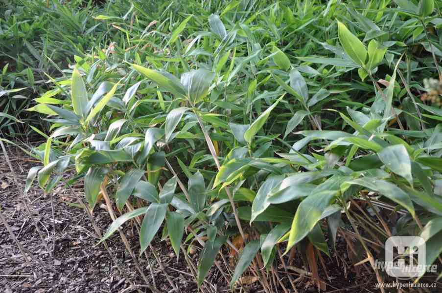 Bambusy -mrazuvzdorné rostliny k letní výsadbě - foto 7