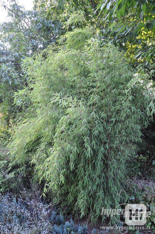 Bambusy -mrazuvzdorné rostliny k jarní výsadbě - foto 8