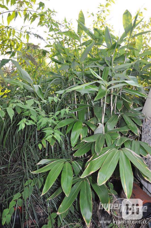 Bambusy -mrazuvzdorné rostliny k letní výsadbě - foto 10