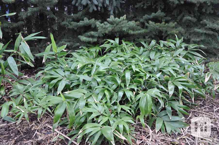 Bambusy -mrazuvzdorné rostliny k letní výsadbě - foto 11
