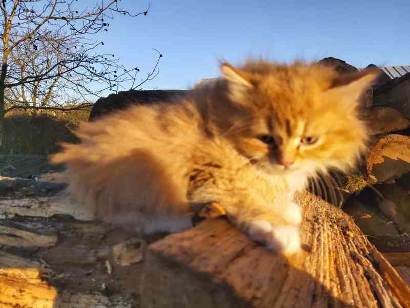 Mazlivá koťátka - foto 4