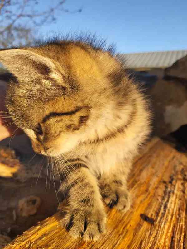 Mazlivá koťátka - foto 2