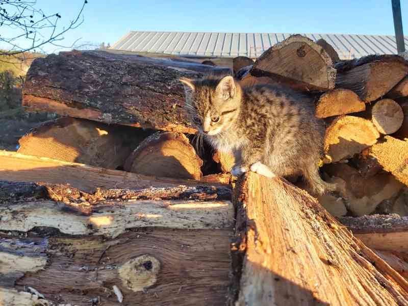 Mazlivá koťátka - foto 7