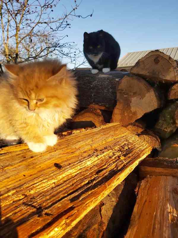 Mazlivá koťátka - foto 3