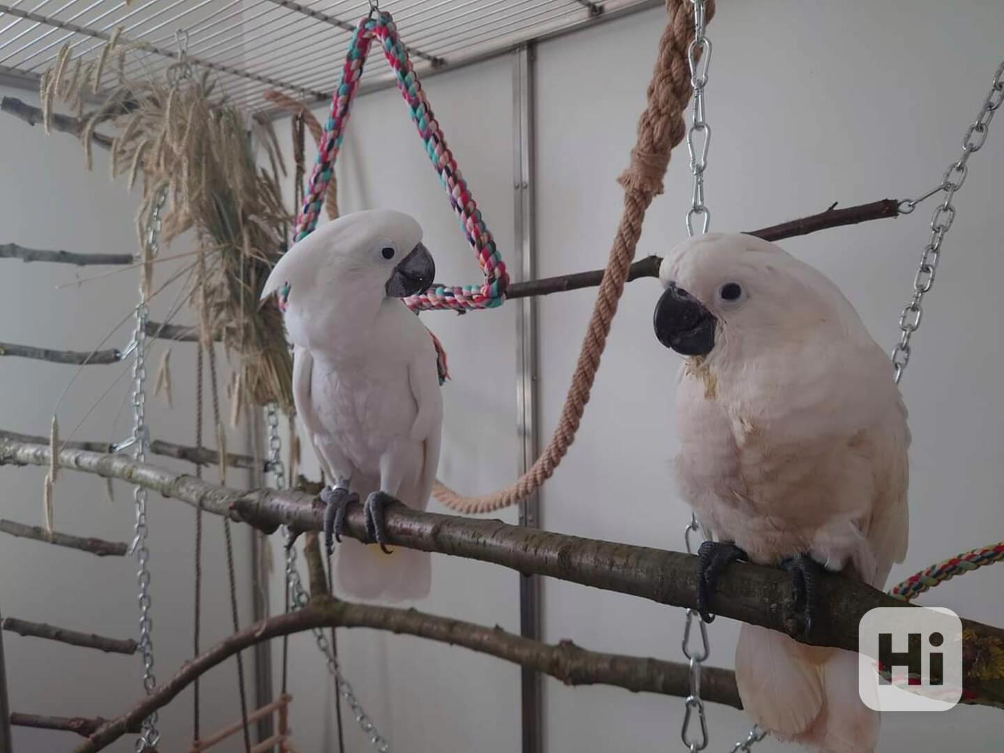 KAKADU BILY ALBA ručně dokrmený SAMEC mládě - foto 1