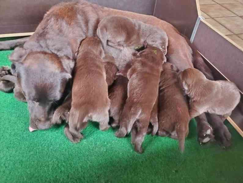 Labrador štěňata - foto 4