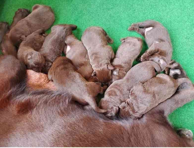 Labrador štěňata - foto 2