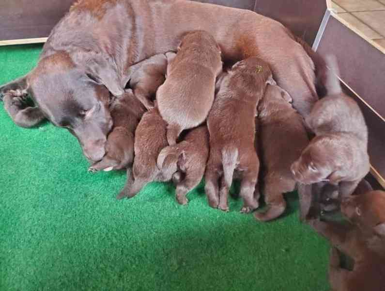 Labrador štěňata - foto 3