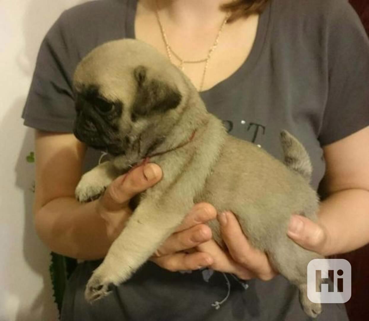 Štěňata mopsů hledají nové domovy - foto 1