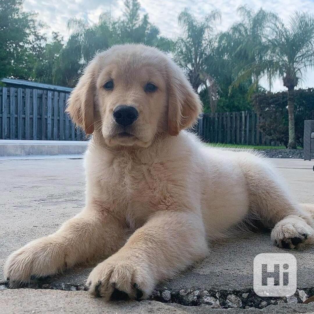 Registrovaná štěňata zlatého retrívra - foto 1