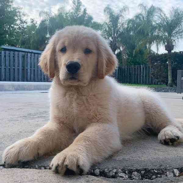 Registrovaná štěňata zlatého retrívra