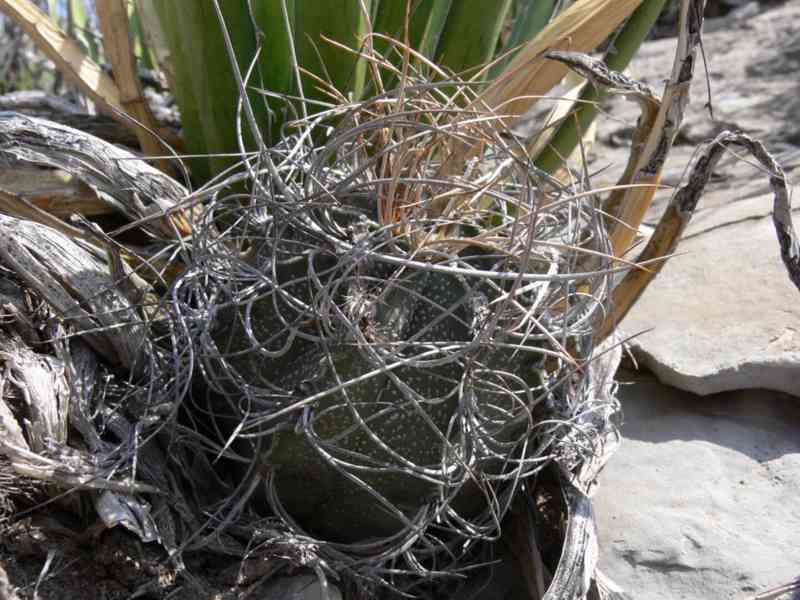 kaktus Astrophytum capricorne v. sanjuanensis PP 518 - foto 1