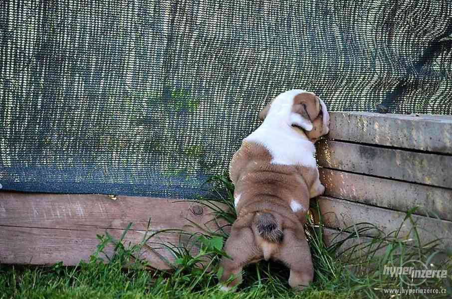 anglický buldok, bulldog, buldog s PP - foto 6